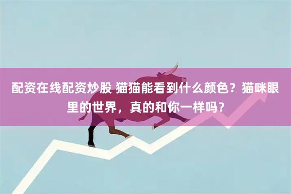 配资在线配资炒股 猫猫能看到什么颜色？猫咪眼里的世界，真的和你一样吗？