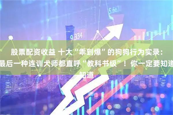 股票配资收益 十大“乖到爆”的狗狗行为实录：最后一种连训犬师都直呼“教科书级”！你一定要知道